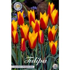 Tulip Chrysantha Tubergens Gem 10pcs flower bulb