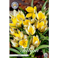 Tulip Tarda 10pcs flower bulb