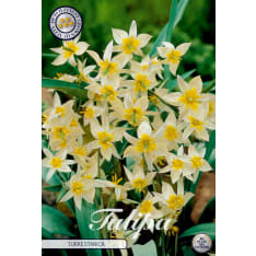 Tulip 'Turkestanica' – 10 bulbs