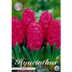 Hyacinth Orientalis Jan Bos 5pcs flower bulb
