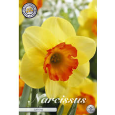 Narcissus Trumpet Bantam 5 pcs flower bulb