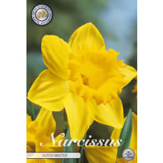 Narcissus Trumpet Dutch Master 5 pcs flower bulb