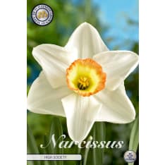 Daffodil Trumpet High Society 5pcs flower bulb