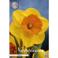 Daffodil Trumpet Juanita 5pcs flower bulb