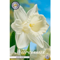 Daffodil Mount Hood 5pcs flower bulb