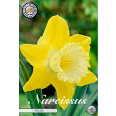 Daffodil Trumpet Avalon 5pcs flower bulb
