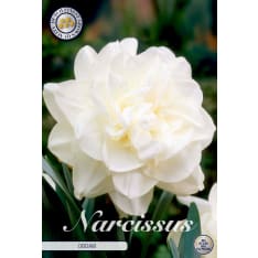 Daffodil Double Obdam 5pcs flower bulb