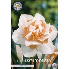 Narcissus Double Replete 5 pcs flower bulb