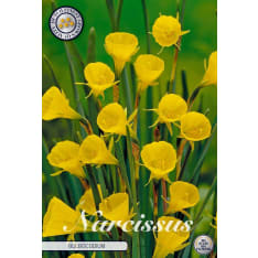 Daffodil Jonquilla Bulboconium 10pcs flower bulb