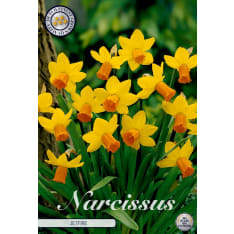 Daffodil Cyclamineus Jetfire 7pcs flower bulb