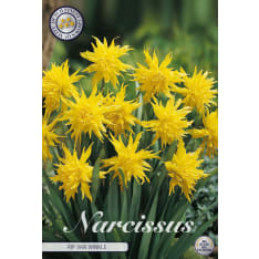 Narcissus Minor Pumilis Rip Van Winkle 7 pcs flower bulb