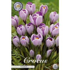 Crocus Vernus Pickwick 10 pcs flower bulb