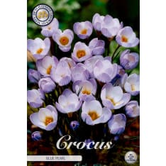 Crocus Chrysanthus Blue Pearl 10pcs flower bulb