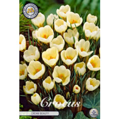 Crocus Chrysanthus Cream Beauty 20pcs flower bulb