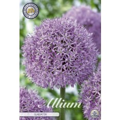 Decorative flower Gladiator 1pc flower bulb