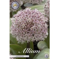 Ballouka Karataviense 5 pcs flower bulb
