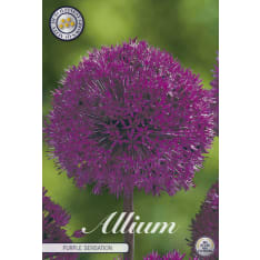 Ukkolaukka Purple Sensation 5 pcs flower bulb