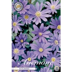 Balkan Anemone Blanda Blue Shades 20pcs flower bulb