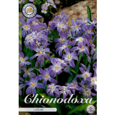 Spring Star Chionodoxa Luciliae 20pcs flower bulb