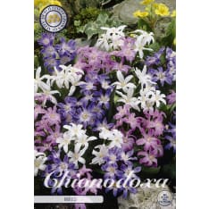 Big spring star Luciliae mixed 20 pcs flower bulb