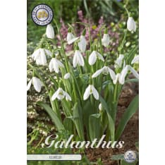 Snowdrop Elwesii 10 pcs flower bulb