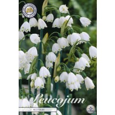 Summer snowdrop Aestivum 10 pcs flower bulb