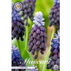Pearl Lily Muscari latifolium 15pcs flower bulb
