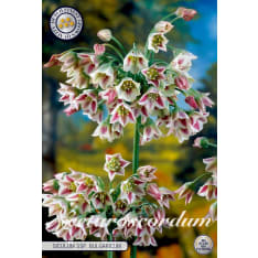 Scattered flower Nectaroscordum Siculum 7pcs flower bulb