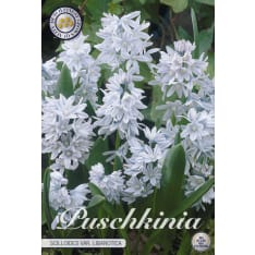 Porcelain hyacinth Scilloides Libanotica 20 flower bulbs