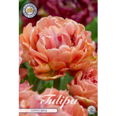 Tulip ‘Double Late Copper’ – 5 bulbs