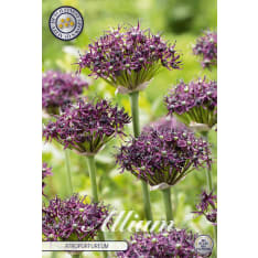 Ornamental plant Artropurpureum 5 pcs flower bulb