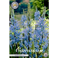 Star hyacinth Camassia Leichtlinii 3pcs flower bulb