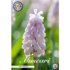 Muscari 'Pink Sunrise' – 5 flower bulbs
