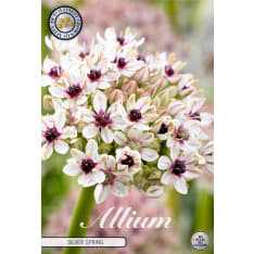 Allium Spaerocephalon 20pcs bulb Allium Spaerocephalon 20pcs bulb