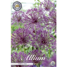 Decorative plant Purple Rain 5 pcs flower bulb