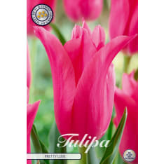 Tulip 'Lilyflowering Pretty Love' – 7 bulbs