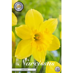 Daffodil Trumpet Carlton 5pcs flower bulb