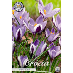 Crocus 'Chrysanthus Spring Beauty' – 10 flower bulbs