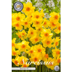 Tazetta Martinette daffodil bulbs, 7 bulbs