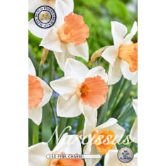 Daffodil Trumpet Pink Charm 12pcs flower bulb