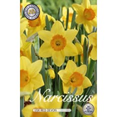 Narcissus Large Cupped Red Devon 15 pcs flower bulb