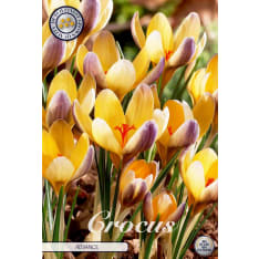 Crocus Chrysanthus Advance 10pcs flower bulb