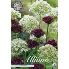 Gallop mix Brother 5 pcs flower bulbs