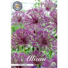 Allium Purple Rain 3pcs flower bulb