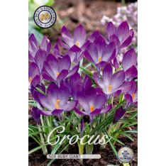 Crocus Ruby Giant 10pcs flower bulb