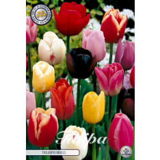 Tulip Triumph Mixed 5pcs flower bulb