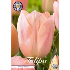 Tulip Triumph Apricot Beauty 7pcs flower bulb