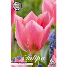 Tulip Fosteriana Albert Heijn 7pcs bulb