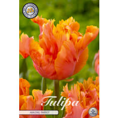 Tulip 'Parrot Amazing Parrot' – 7 bulbs