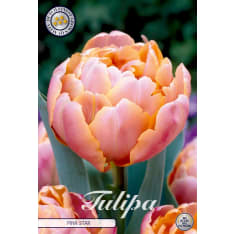 Tulppaani Double late pink star